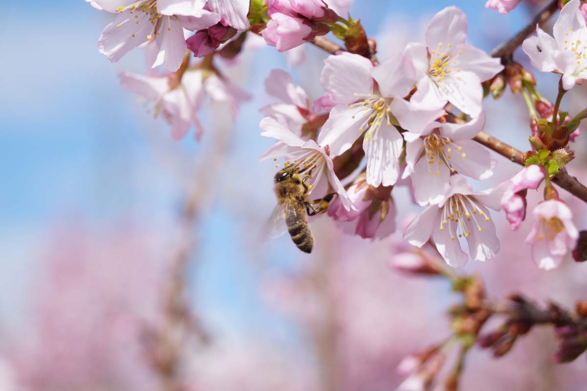 Prunus incisa 'Cunera' meerstammig / struik biodiversiteit