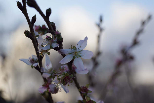 Prunus incisa 'February Pink' Tuinplanten bloem