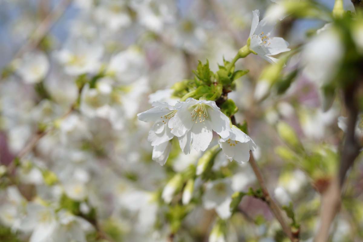 Prunus incisa 'Fujiyama' Tuinplanten