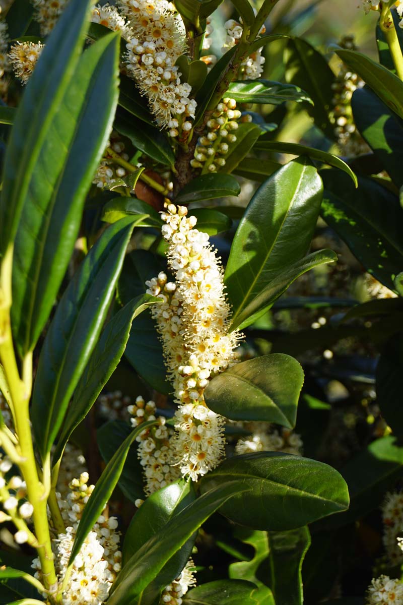 Prunus laurocerasus leiboom