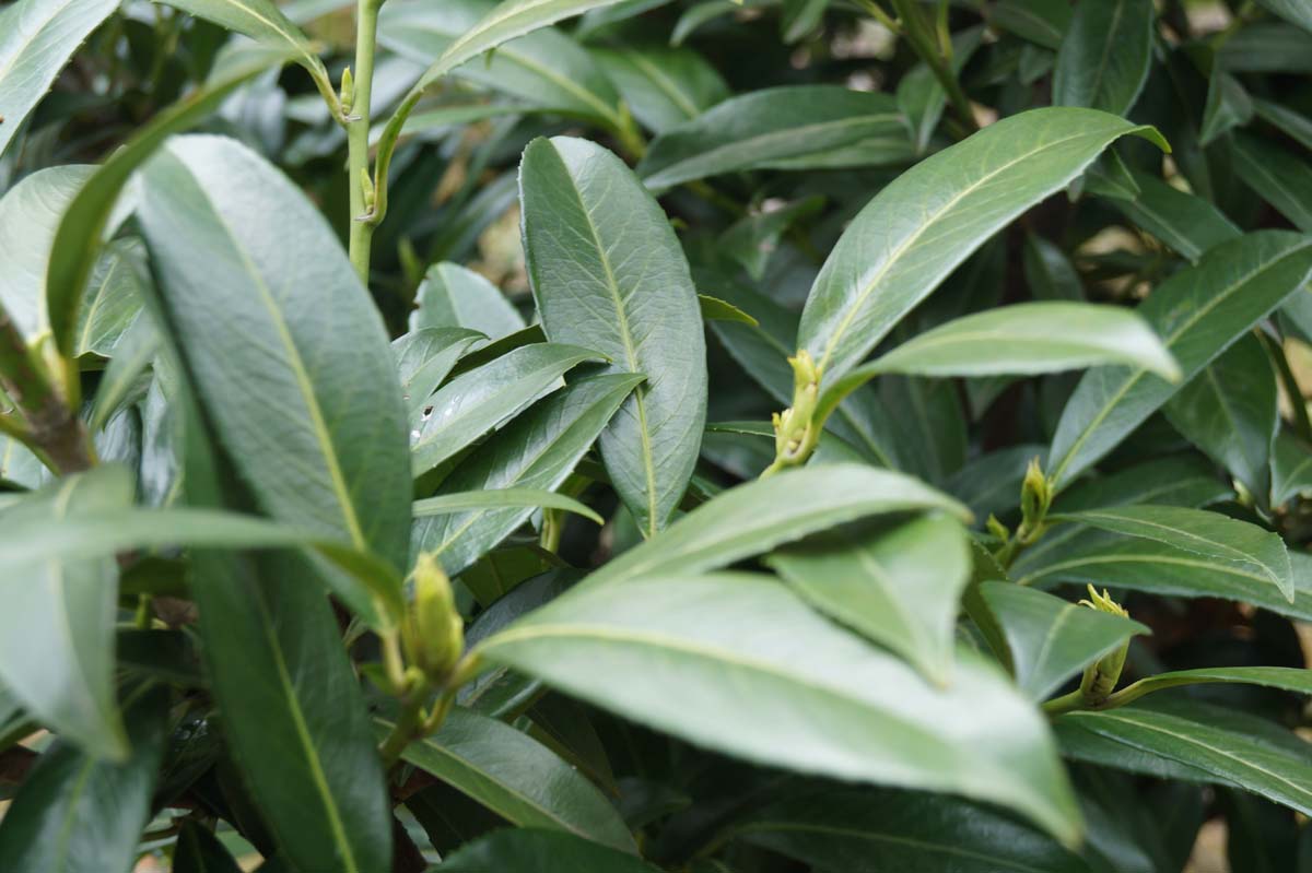 Prunus laurocerasus 'Caucasica' dakboom