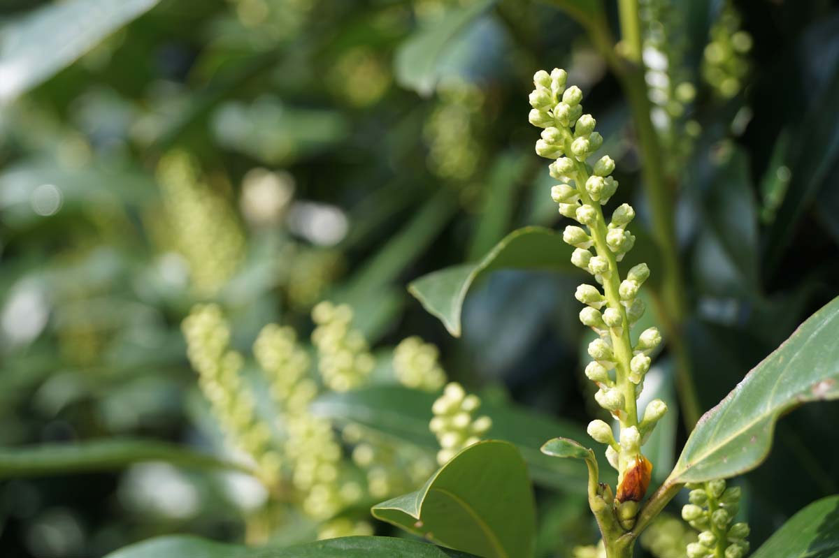 Prunus laurocerasus 'Reynvaanii' Tuinplanten