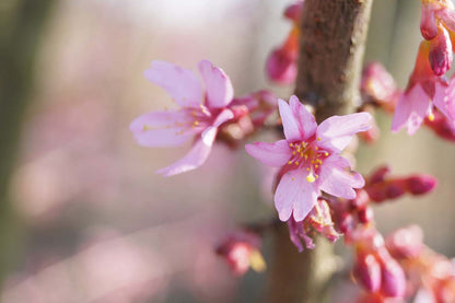 Prunus 'Okame' op stam bloem