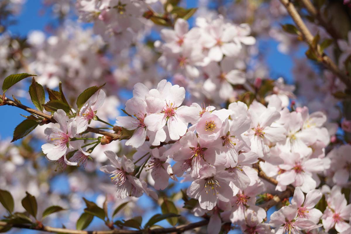 Prunus 'Pandora' op stam bloem