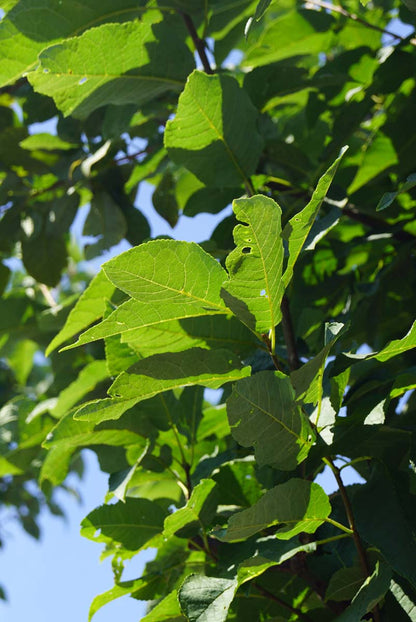 Prunus padus solitair blad