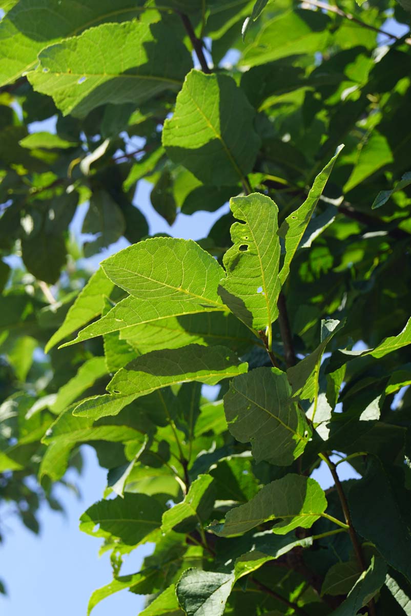 Prunus padus haagplant blad