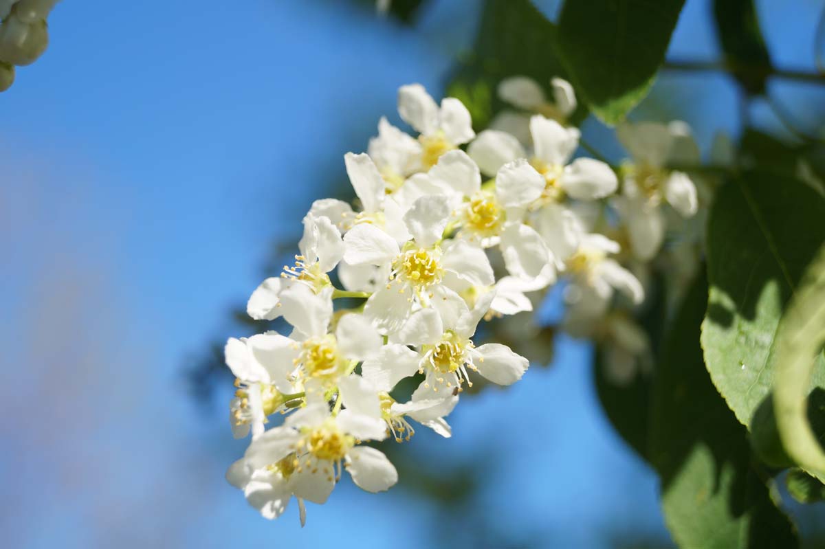 Prunus padus 'Watereri' op stam