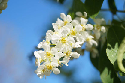 Prunus padus 'Watereri' op stam