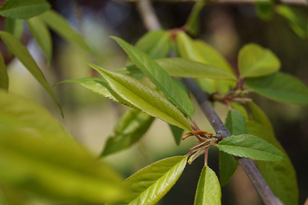 Prunus serrula solitair blad