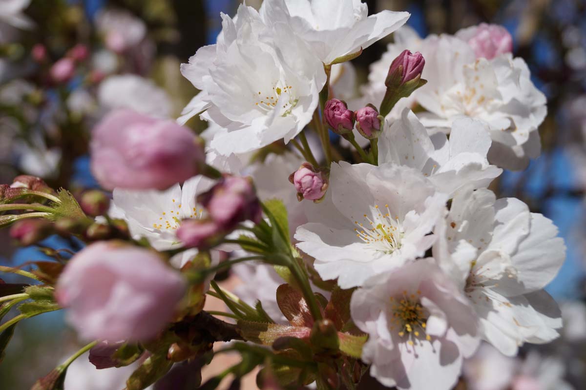 Prunus serrulata 'Amanogawa' solitair bloem