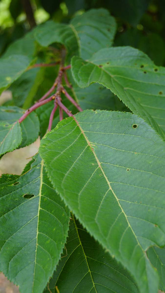 Prunus serrulata 'Fugenzo' leiboom blad