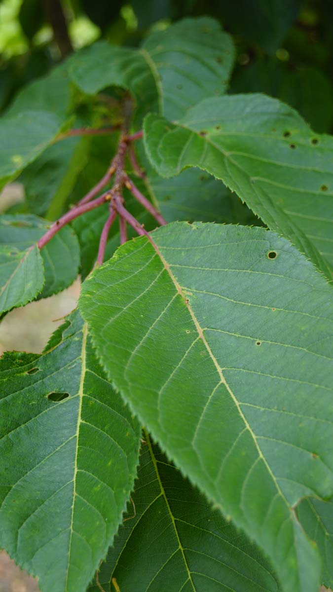 Prunus serrulata 'Fugenzo' op stam blad