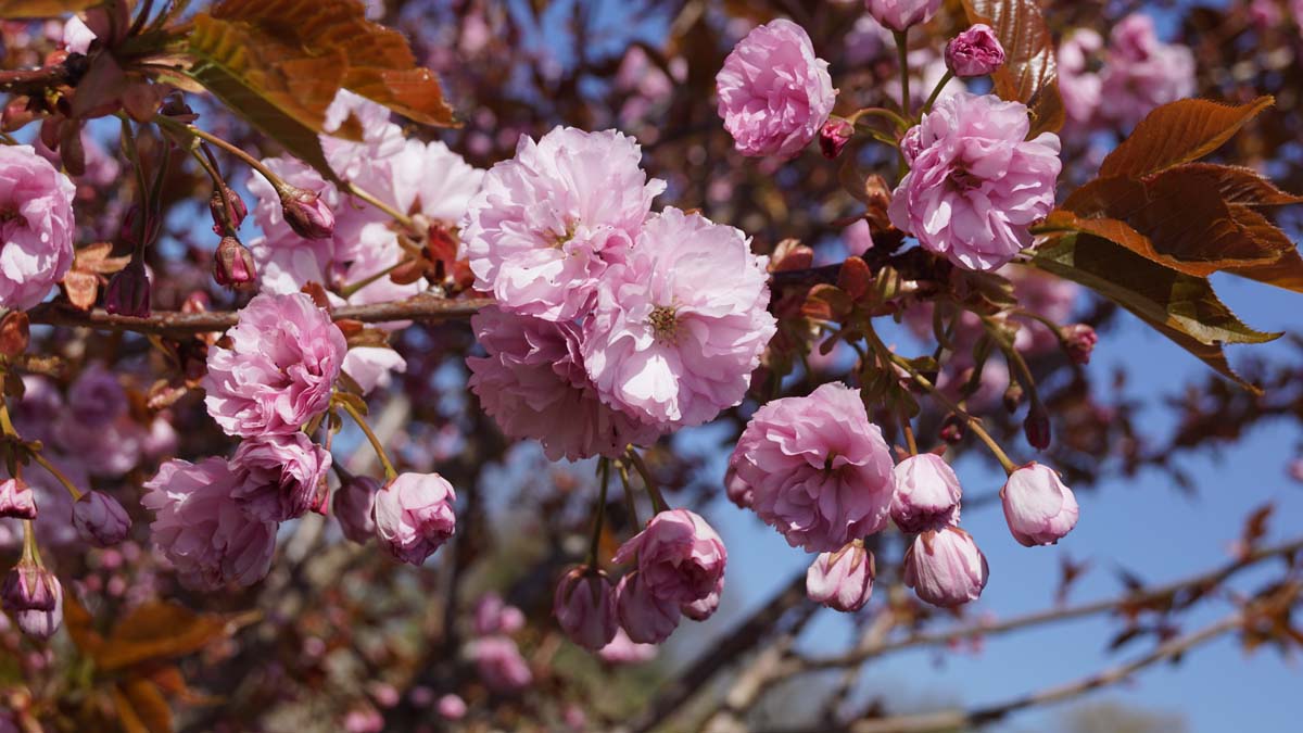 Prunus serrulata 'Kanzan' op stam bloem