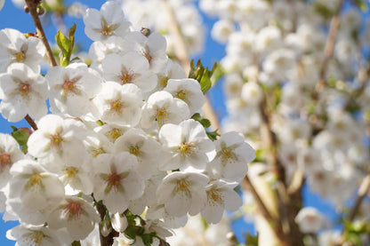 Prunus 'Umineko' meerstammig / struik