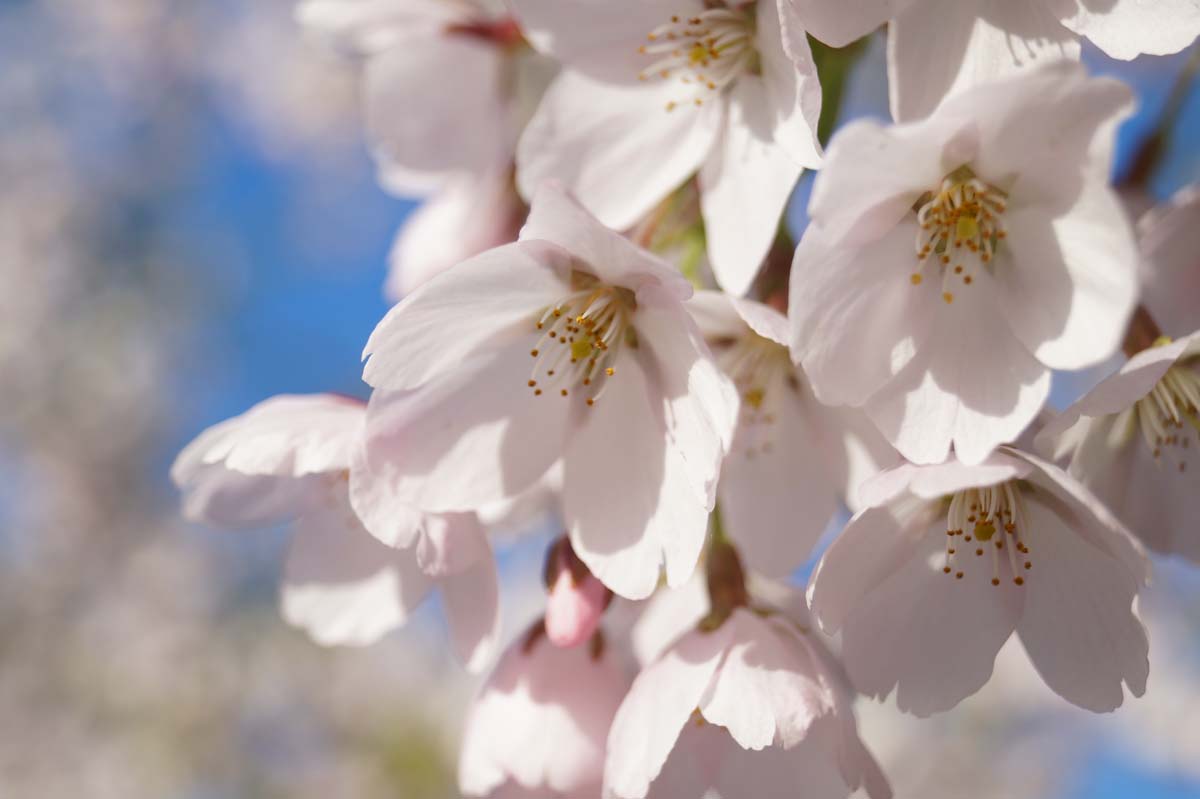 Prunus yedoensis solitair