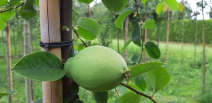 Pseudocydonia sinensis op stam