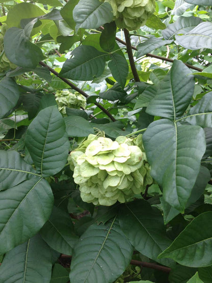 Ptelea trifoliata solitair bloem