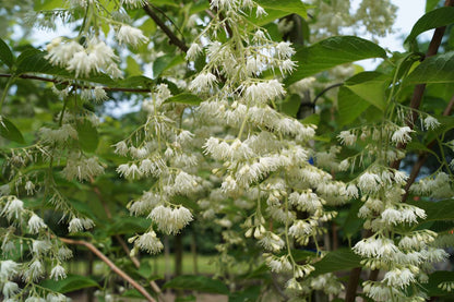 Pterostyrax hispida op stam bloem