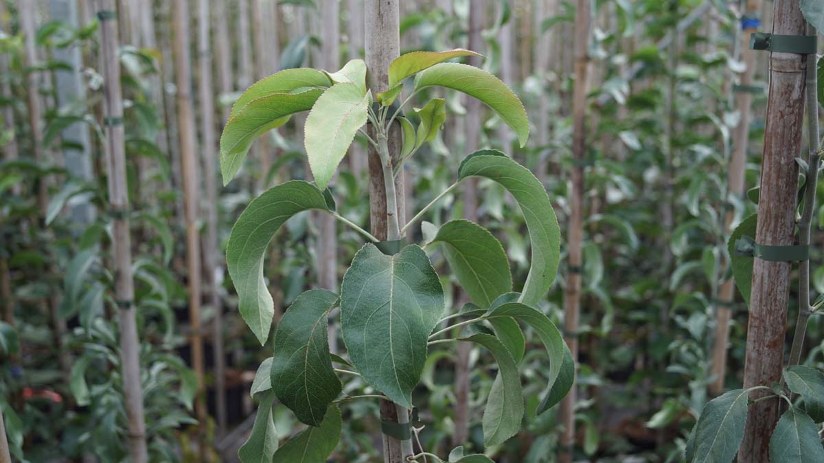 Pyrus betulifolia op stam blad