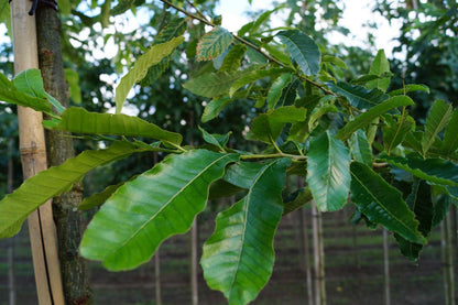 Quercus acutissima op stam