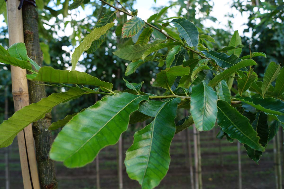 Quercus acutissima meerstammig / struik