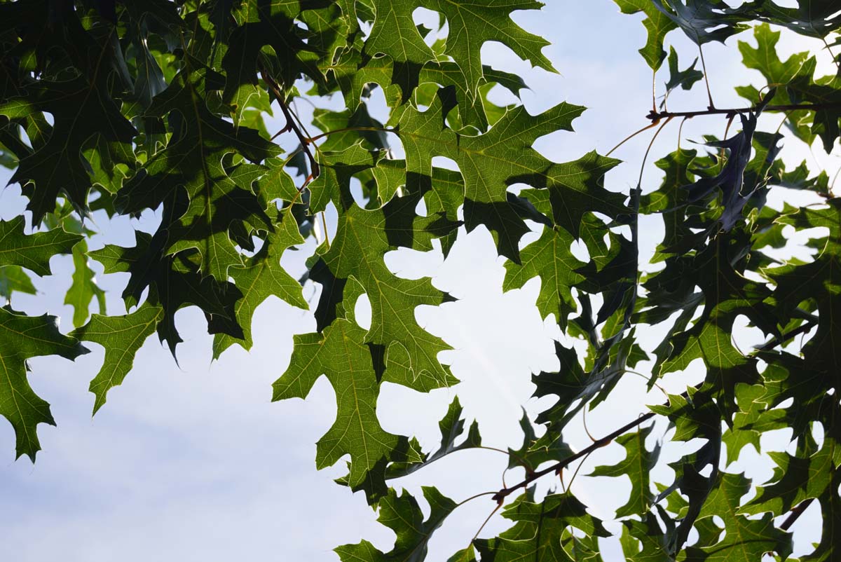 Quercus coccinea op stam