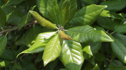 Quercus ilex haagplant blad