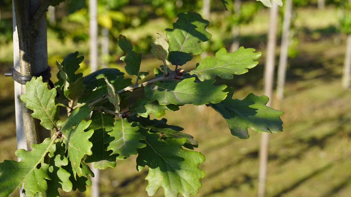 Quercus pubescens op stam blad