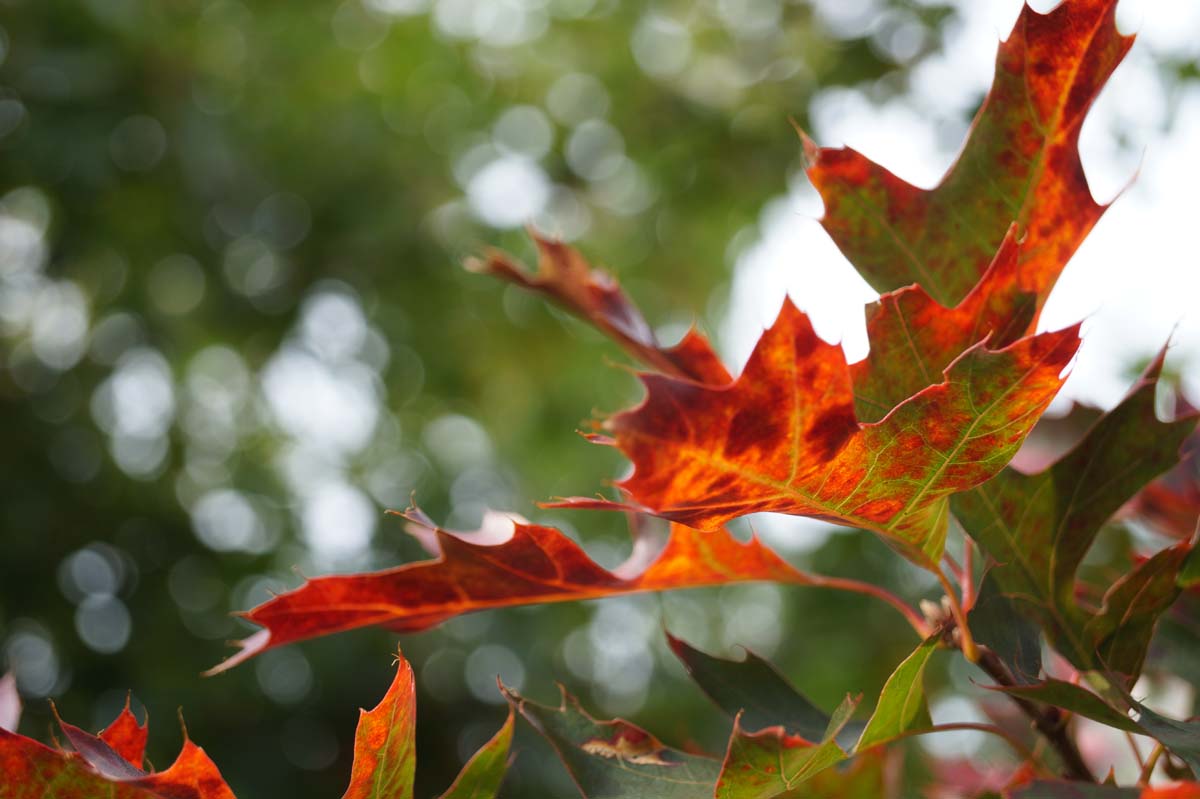 Quercus rubra op stam herfstkleur