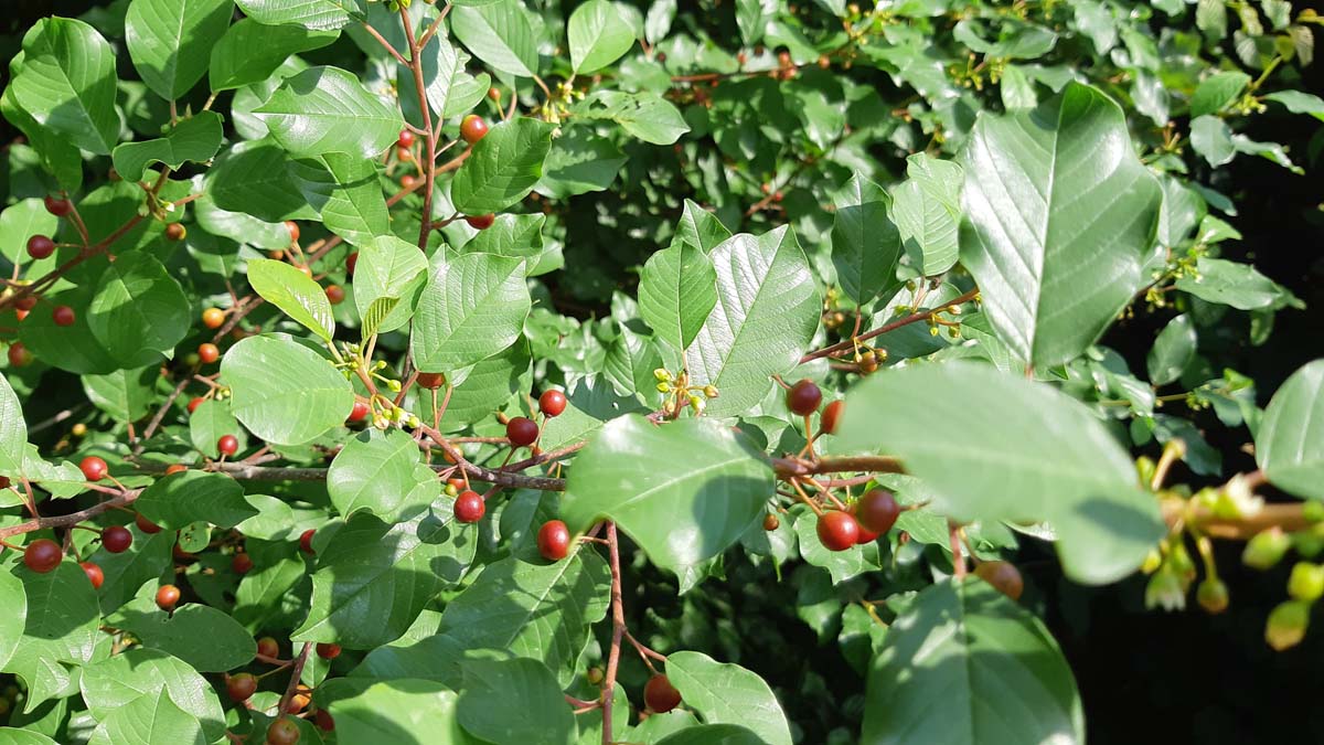 Frangula alnus Tuinplanten blad