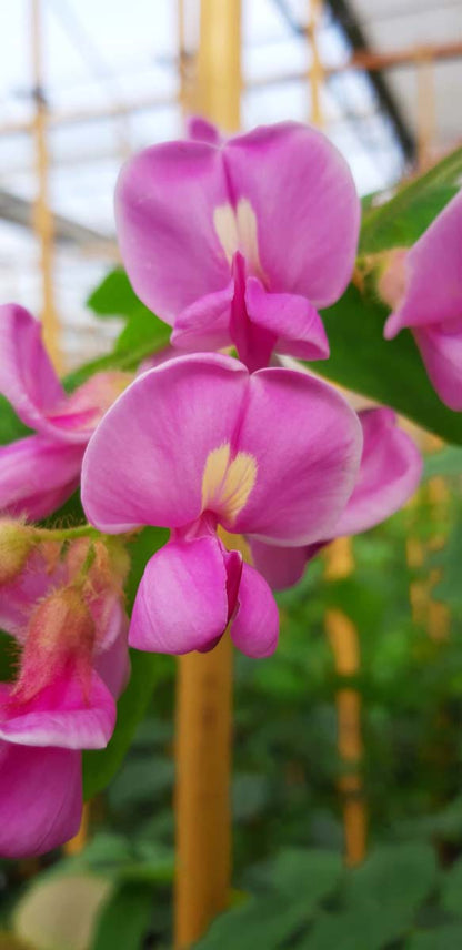 Robinia hispida op stam