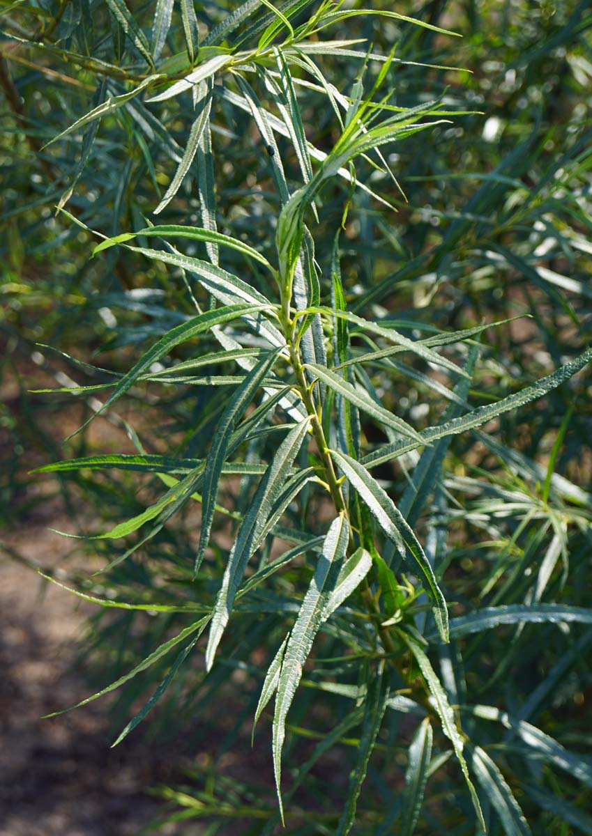 Salix fragilis meerstammig / struik blad