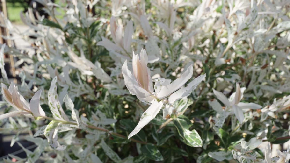 Salix integra 'Hakuro-nishiki' meerstammig / struik