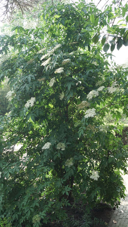 Sambucus nigra meerstammig / struik bloesem