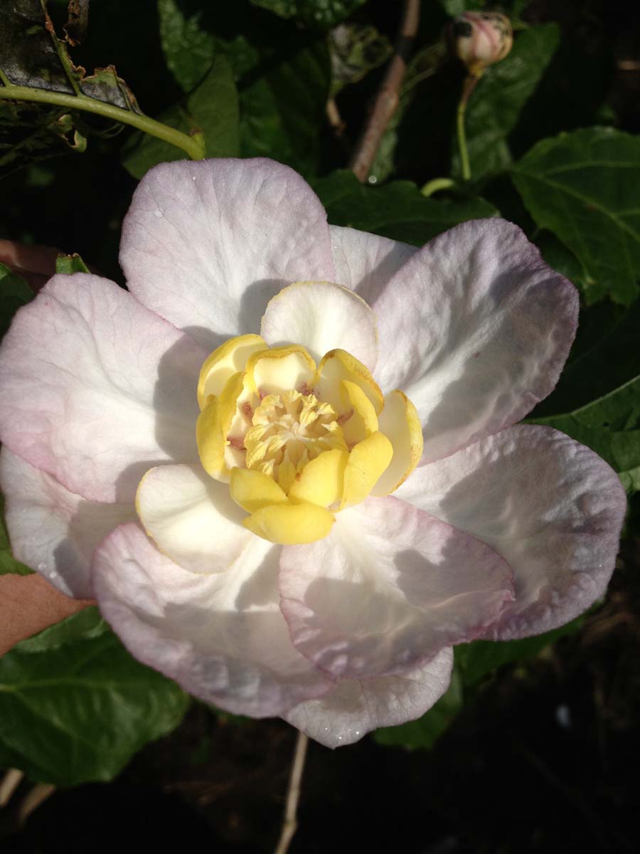 Calycanthus chinensis