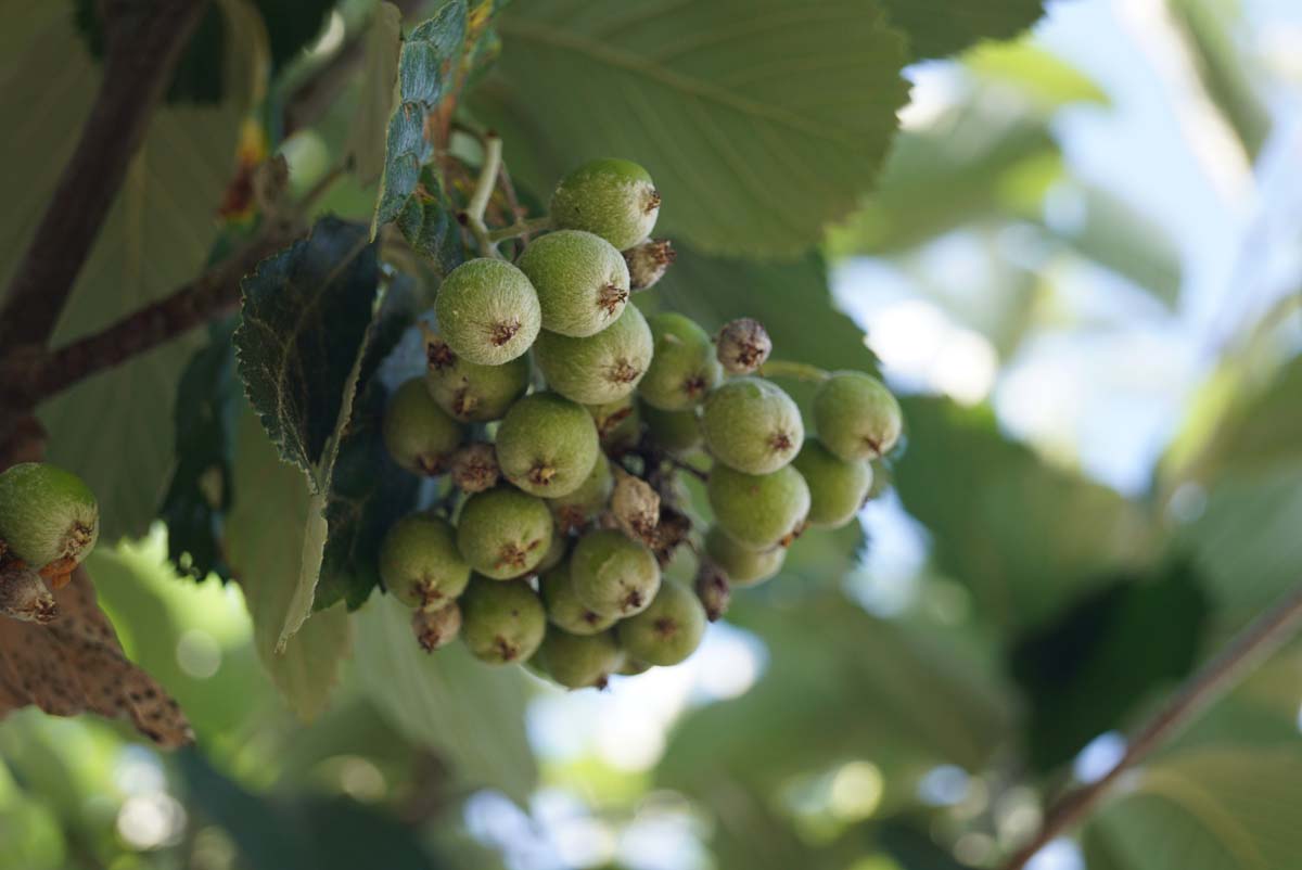 Sorbus aria 'Gigantea' op stam vrucht