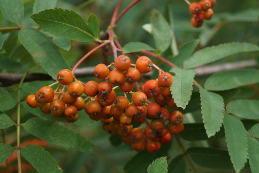 Sorbus aucuparia solitair vrucht