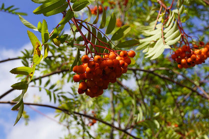 Sorbus aucuparia edulis op stam bes