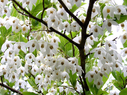 Styrax japonicus Tuinplanten bloesem