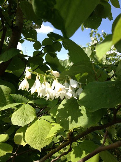 Styrax obassia op stam