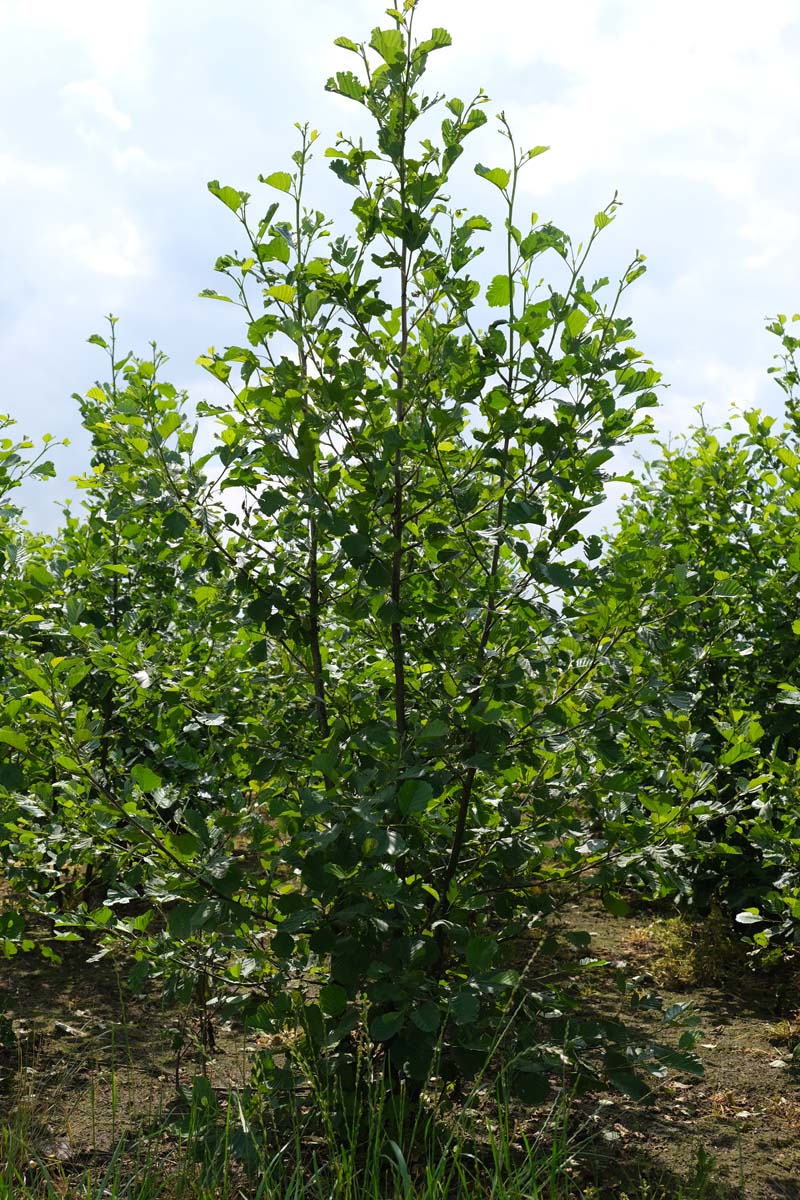 Alnus glutinosa meerstammig / struik meerstammig