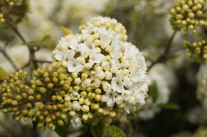 Viburnum 'Eskimo' meerstammig / struik