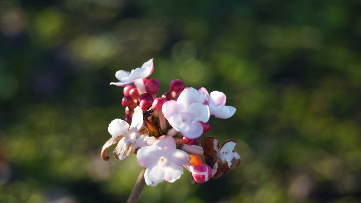 Viburnum carlesii