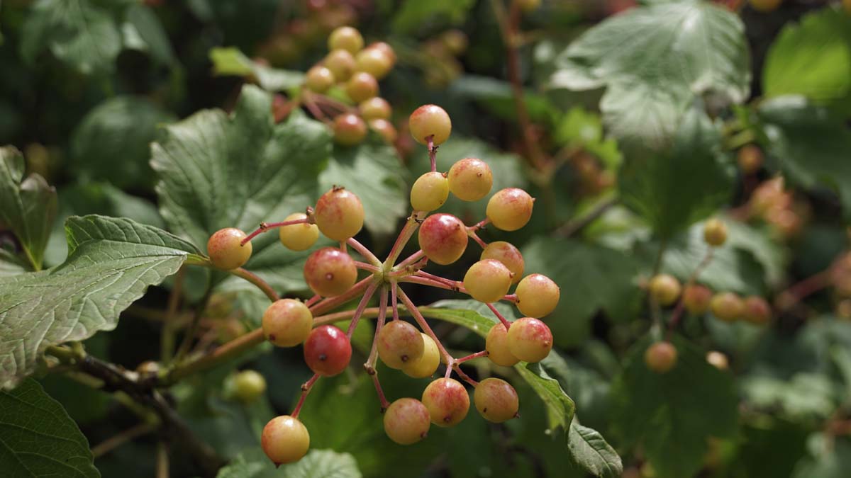 Viburnum opulus haagplant bes