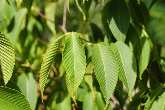 Acer carpinifolium op stam blad