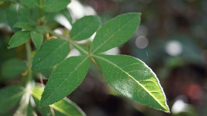 Zanthoxylum alatum planispinum op stam