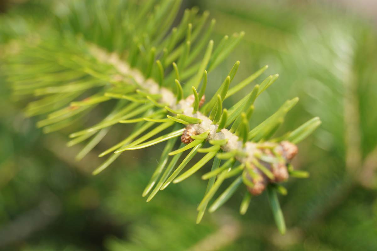 Abies grandis solitair