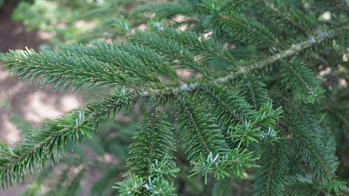 Abies veitchii solitair