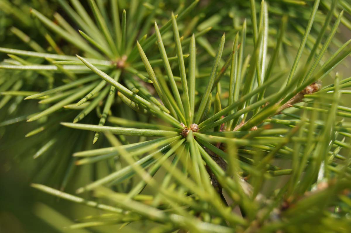 Cedrus libani op stam naald