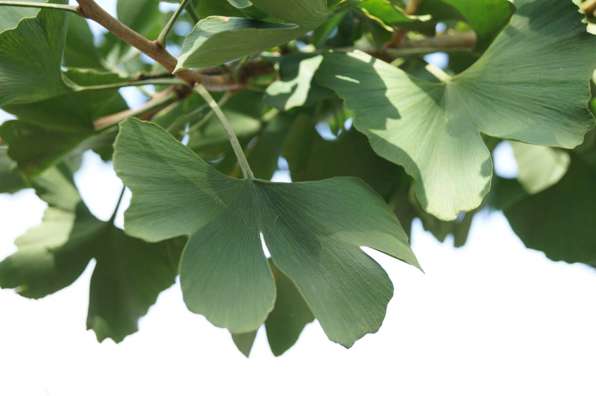 Ginkgo biloba dakboom blad